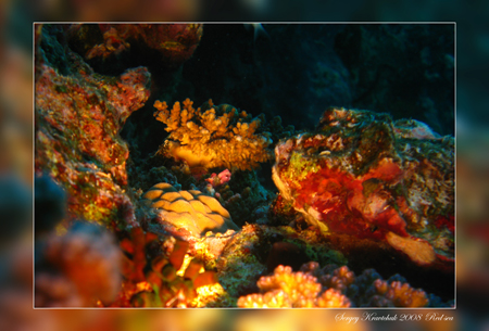 Красное море март 2008 Красное море март 2008