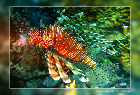 Красное море март 2008 Красное море март 2008