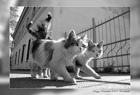 Кронштадские коты 31.05.08 Кронштадские коты 31.05.08