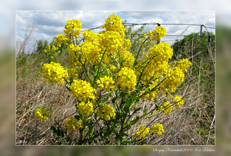 Форт Тотлебень 31.05.2008 Форт Тотлебень 31.05.2008