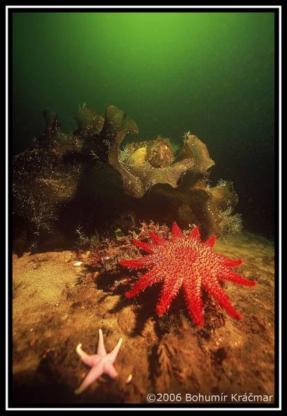 Bohumir Kracmar. Bohumir Kracmar.