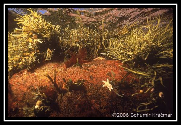 Bohumir Kracmar. Bohumir Kracmar.