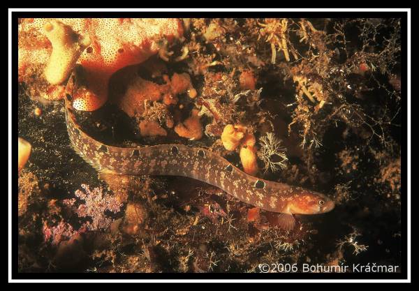 Bohumir Kracmar. Bohumir Kracmar.