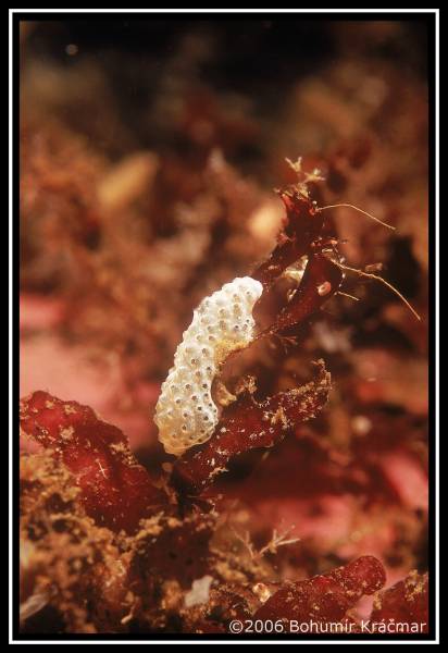 Bohumir Kracmar. Bohumir Kracmar.