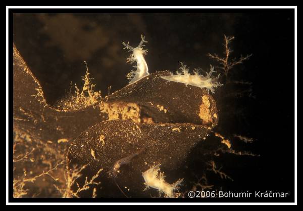 Bohumir Kracmar. Bohumir Kracmar.