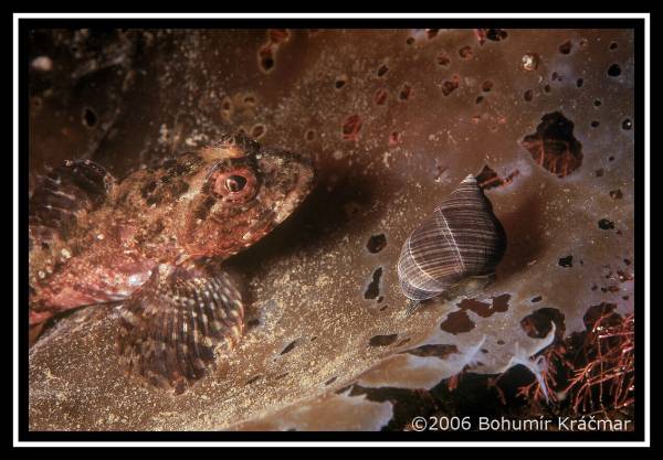 Bohumir Kracmar. Bohumir Kracmar.