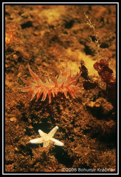 Bohumir Kracmar. Bohumir Kracmar.