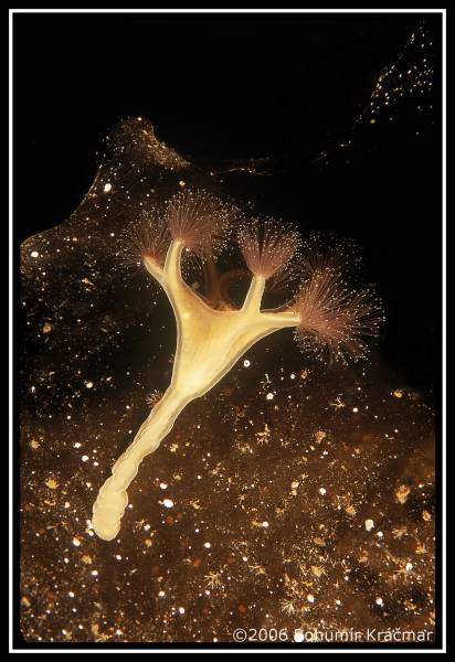 Bohumir Kracmar. Bohumir Kracmar.