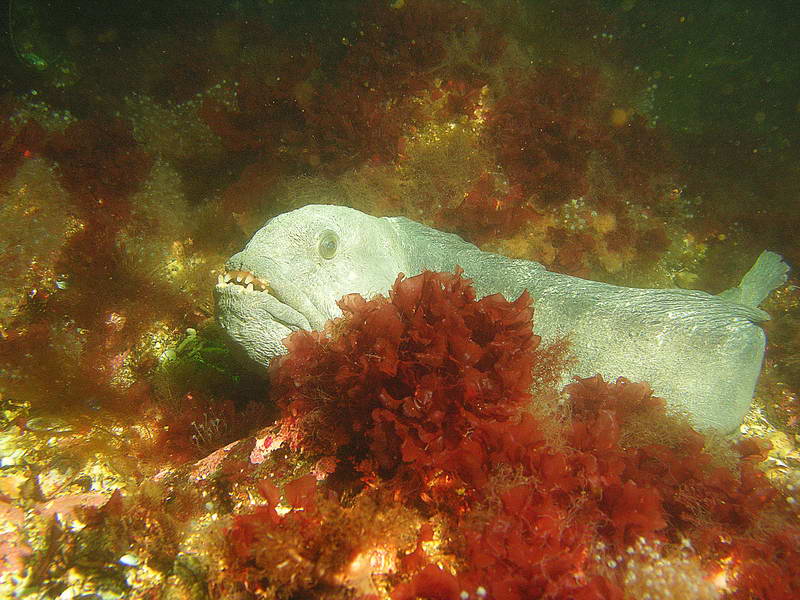 Вот какие у меня зубки, только прикус неправильный... Вот какие у меня зубки, только прикус неправильный...