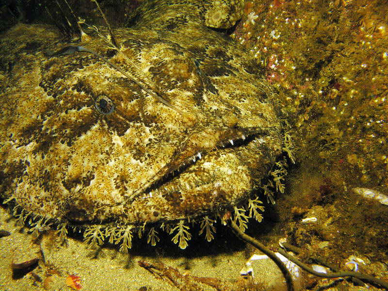 Удильщик Удильщик