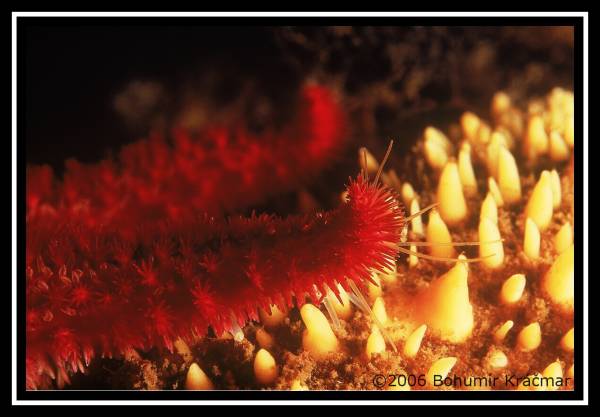 Bohumir Kracmar. Bohumir Kracmar.