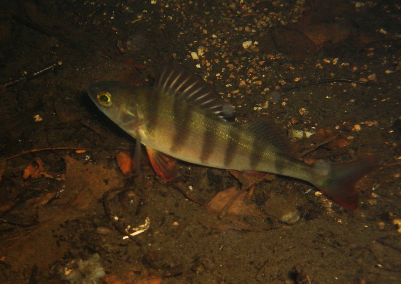 Маченково, зима Маченково, зима