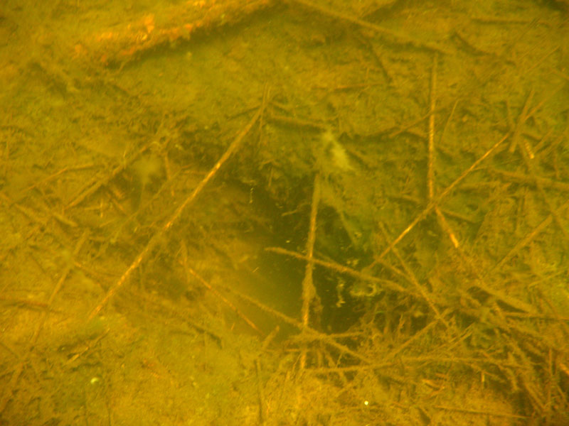 Копанское 2008 Копанское 2008