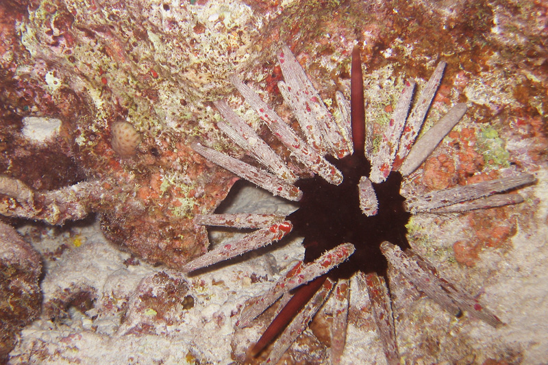 Хургада в июле 2008 г. Хургада в июле 2008 г.