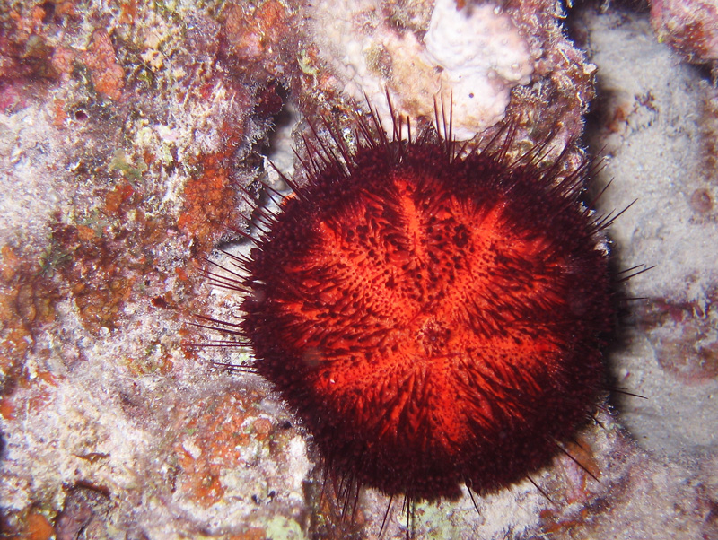 Хургада в июле 2008 г. Хургада в июле 2008 г.