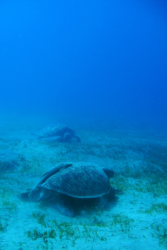 Хургада в июле 2008 г. Хургада в июле 2008 г.