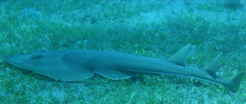 Хургада в июле 2008 г. Хургада в июле 2008 г.