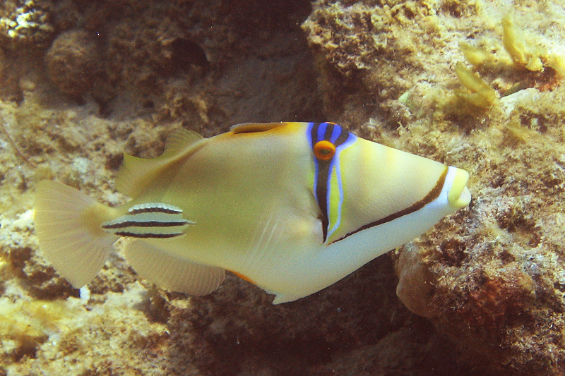 Хургада в июле 2008 г. Хургада в июле 2008 г.