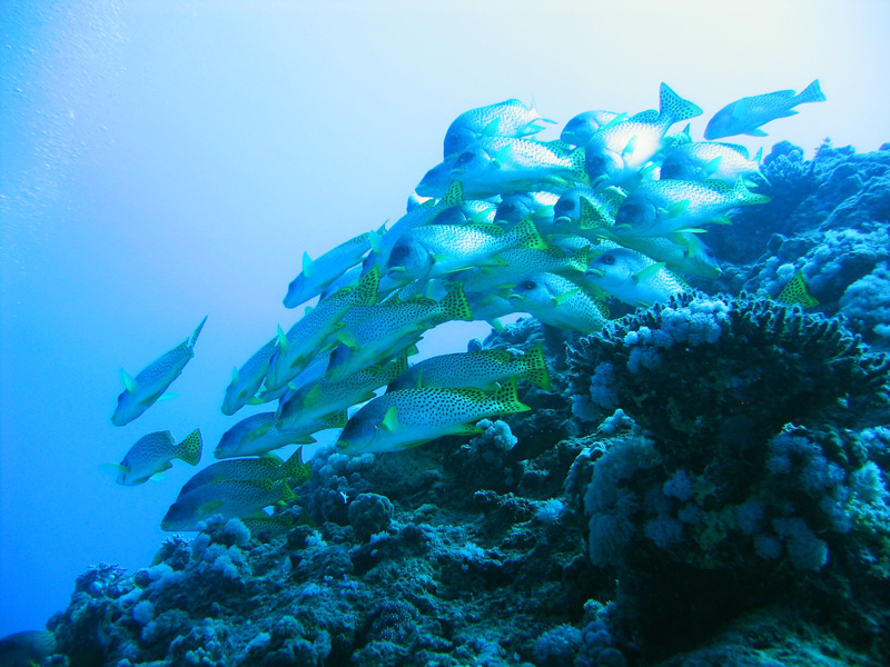 Хургада в июле 2008 г. Хургада в июле 2008 г.