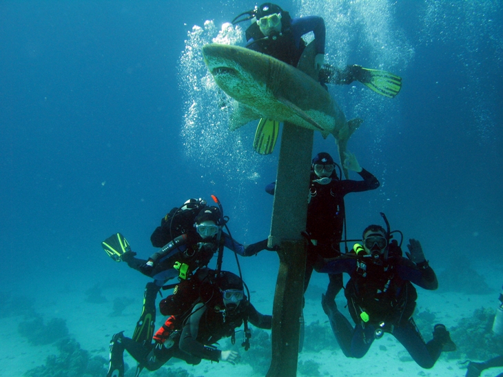 Голодные дайверы Голодные дайверы