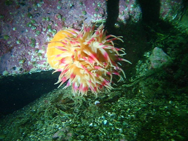 Виллем Баренц сентябрь 2008 Виллем Баренц сентябрь 2008