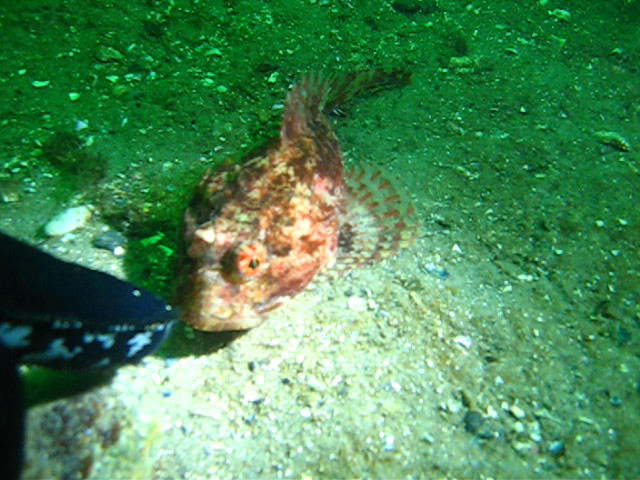 Виллем Баренц сентябрь 2008 Виллем Баренц сентябрь 2008