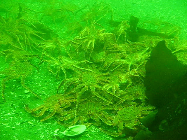 Виллем Баренц сентябрь 2008 Виллем Баренц сентябрь 2008