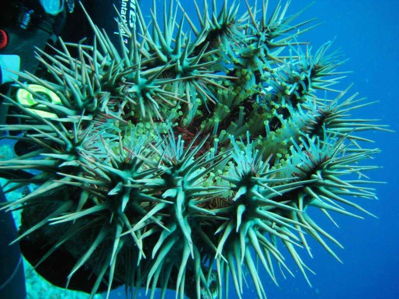 Терновый венец Терновый венец