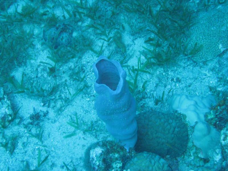 Эйлат(Израиль) декабрь 2008 Эйлат(Израиль) декабрь 2008