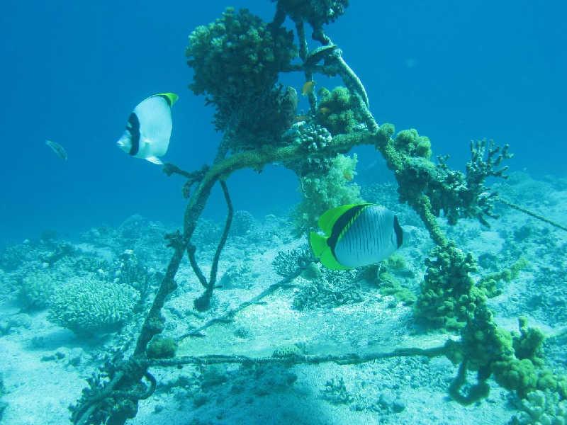 Эйлат(Израиль) декабрь 2008 Эйлат(Израиль) декабрь 2008