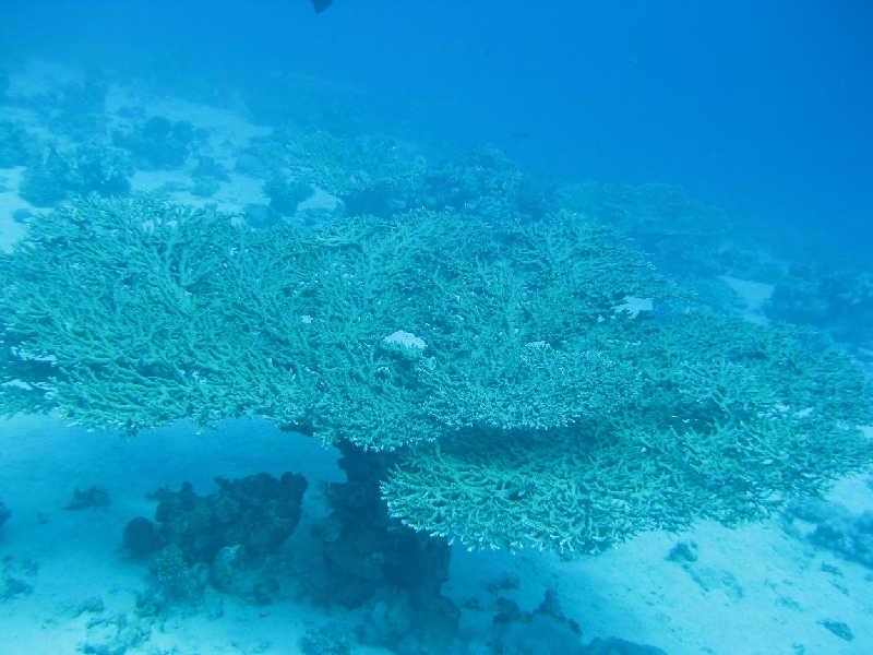 Эйлат(Израиль) декабрь 2008 Эйлат(Израиль) декабрь 2008