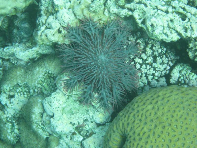 Эйлат(Израиль) декабрь 2008 Эйлат(Израиль) декабрь 2008