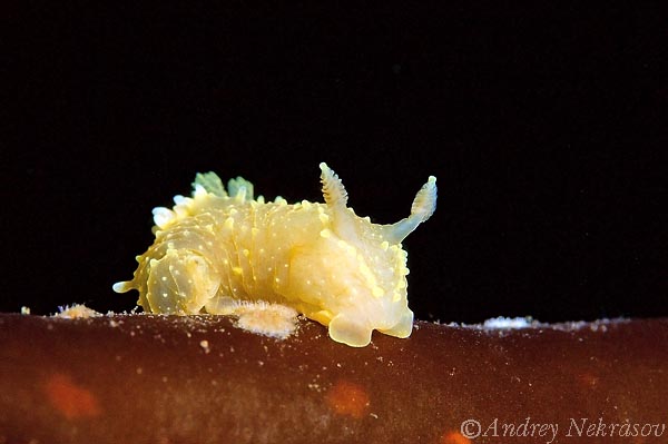 Фото Андрея Некрасова. Белое море. Фото Андрея Некрасова. Белое море.