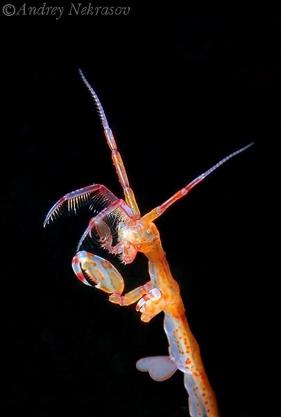Фото Андрея Некрасова. Белое море. Фото Андрея Некрасова. Белое море.