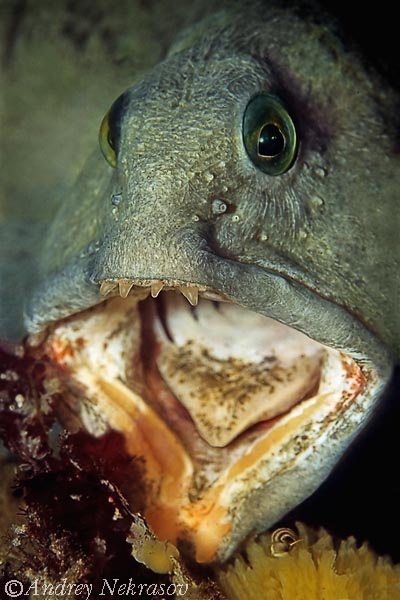 Фото Андрея Некрасова. Белое море. Фото Андрея Некрасова. Белое море.