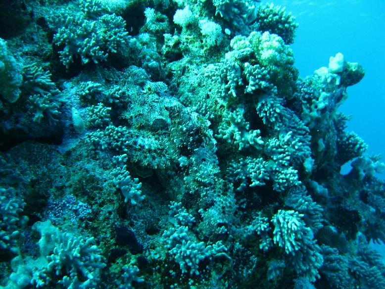 здесь есть рыба... здесь есть рыба...