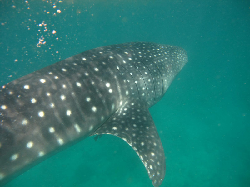 Китовая сбоку Китовая сбоку