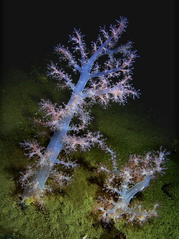 Мягкий коралл. Мягкий коралл.