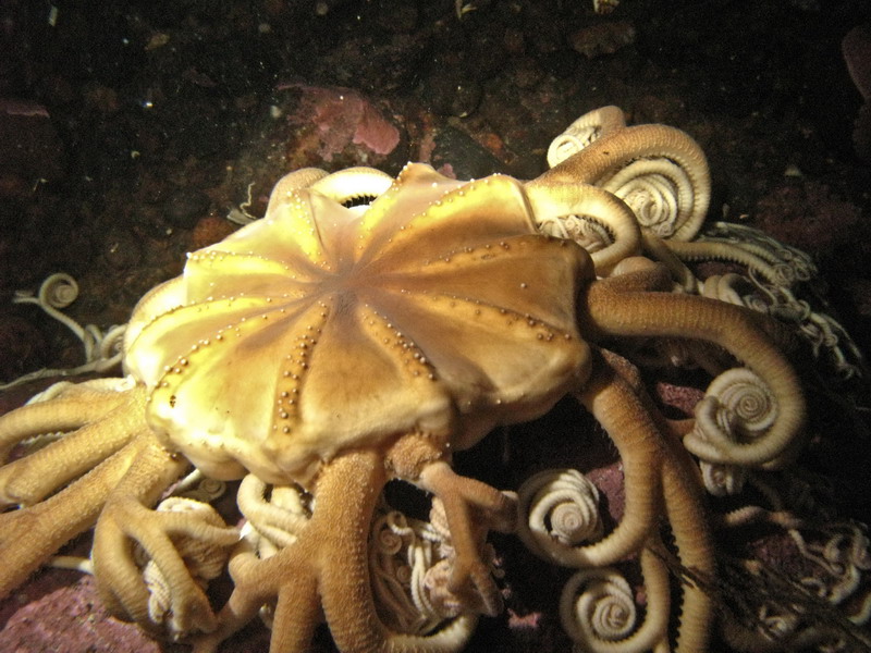 Горгонария. Белое море (3.03.09) Горгонария. Белое море (3.03.09)