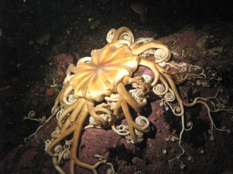 Горгонария. Белое море (3.03.09) Горгонария. Белое море (3.03.09)