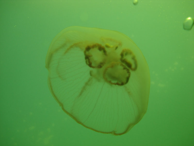 Белое море 2.08.06-7.08.06 Белое море 2.08.06-7.08.06