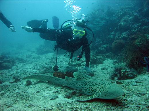 Акула Акула