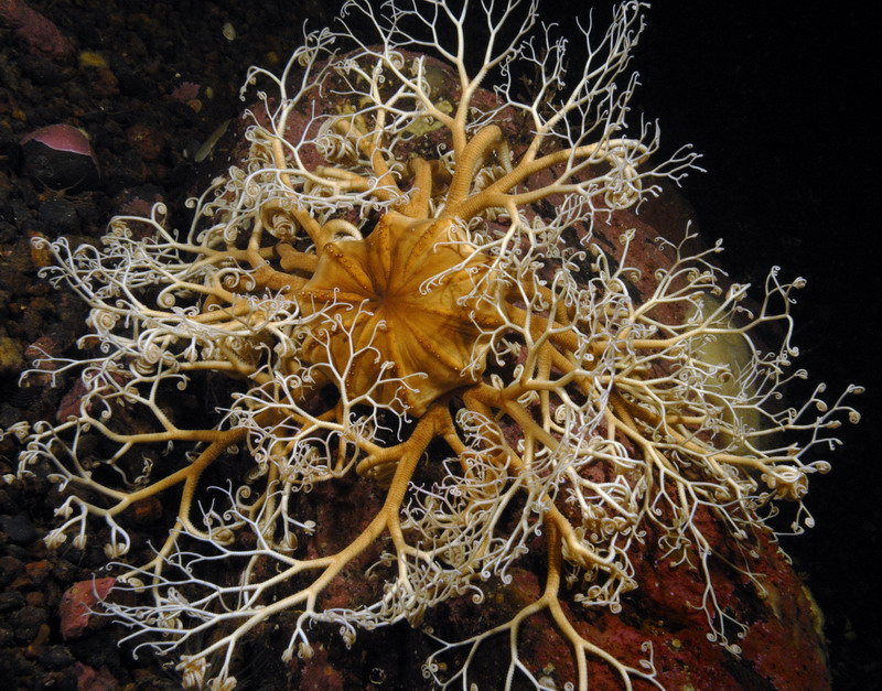 Белое море. Март 2009 г. (фото М.Ведехина). Белое море. Март 2009 г. (фото М.Ведехина).