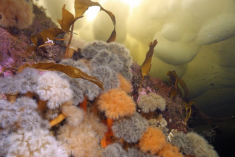 Белое море. Март 2009 г. (фото М.Ведехина). Белое море. Март 2009 г. (фото М.Ведехина).