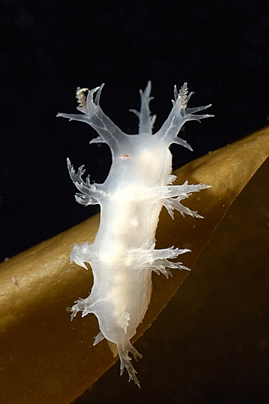 Белое море. Март 2009 г. (фото М.Ведехина). Белое море. Март 2009 г. (фото М.Ведехина).