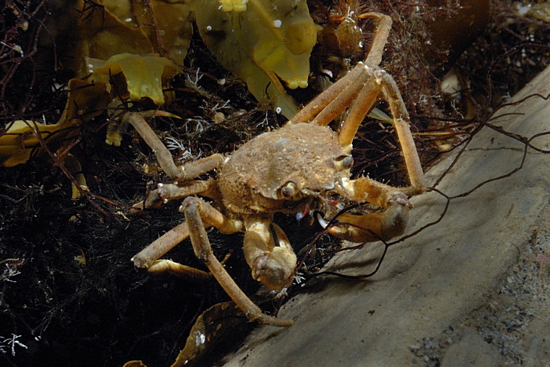 Белое море. Март 2009 г. (фото М.Ведехина). Белое море. Март 2009 г. (фото М.Ведехина).