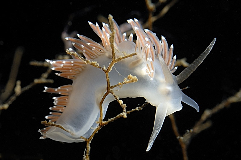 Белое море. Март 2009 г. (фото М.Ведехина). Белое море. Март 2009 г. (фото М.Ведехина).