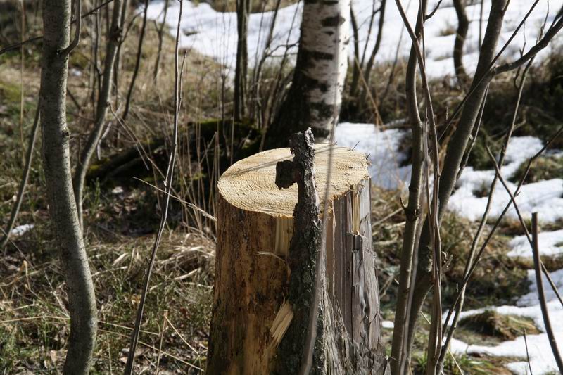 ЖК (4.04.09) ЖК (4.04.09)