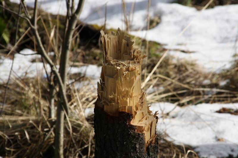 ЖК (4.04.09) ЖК (4.04.09)