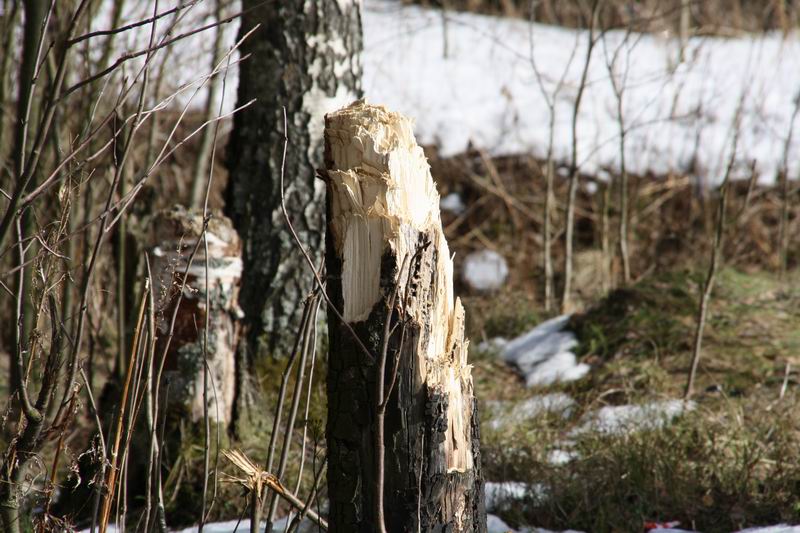 ЖК (4.04.09) ЖК (4.04.09)